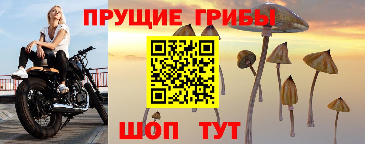 Псилоцибиновые грибы Cubensis Можга